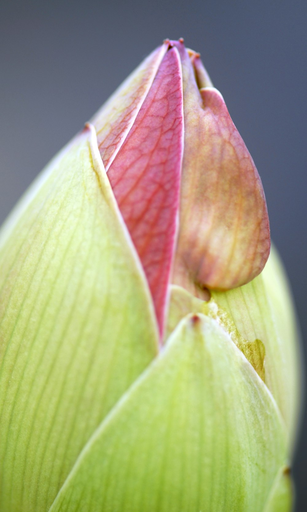 a close up view of a flower bud