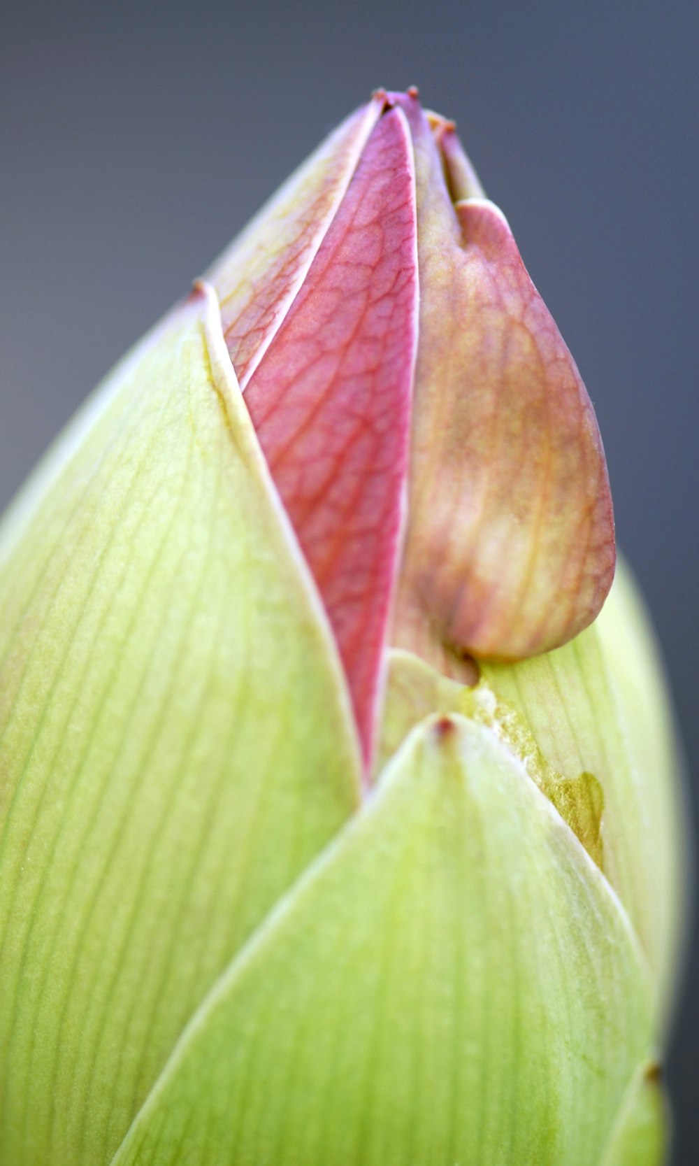 uma visão de perto de um botão de flor