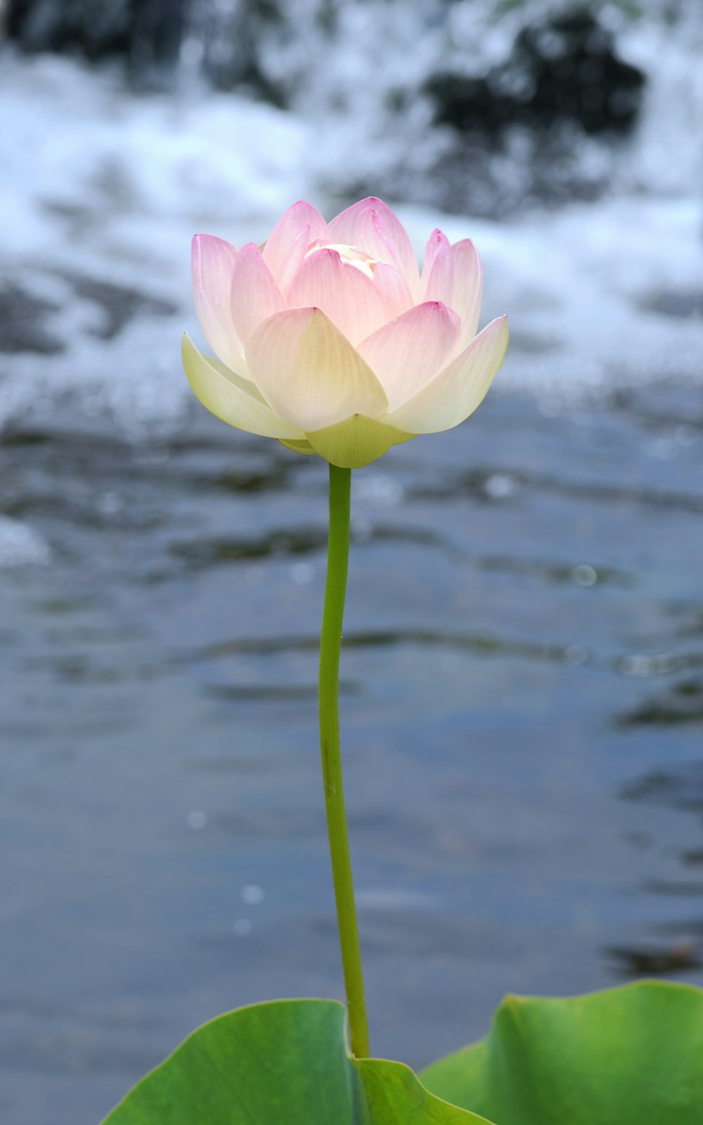 a pink and white flower sitting on top of a green leaf