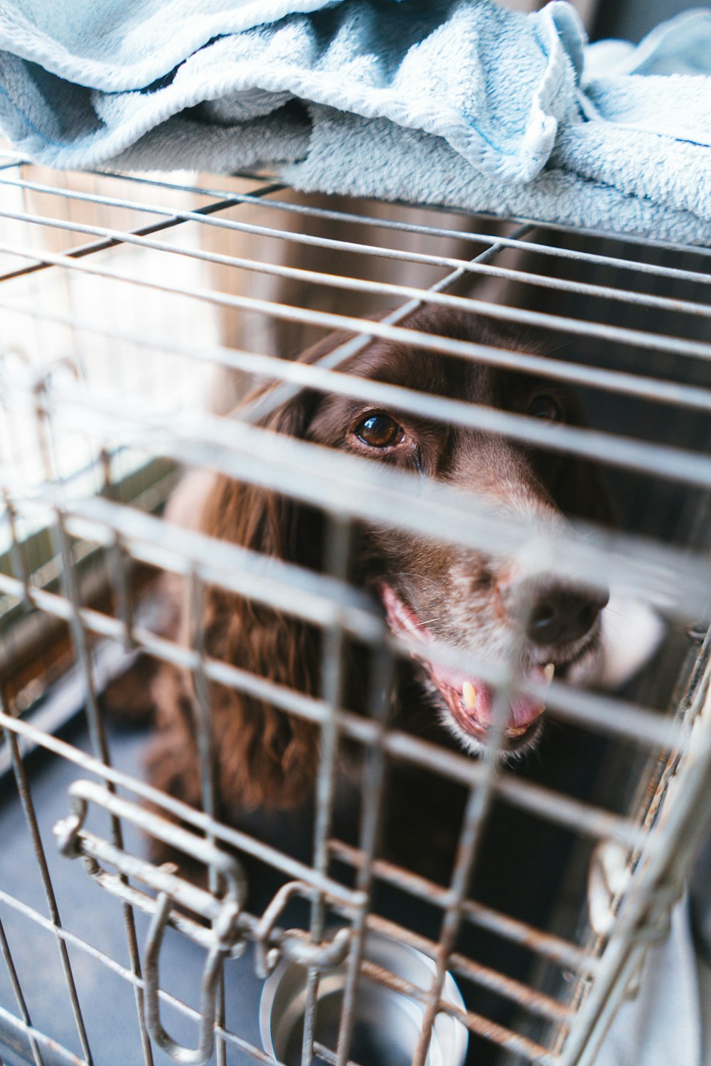 a dog in a cage with its mouth open