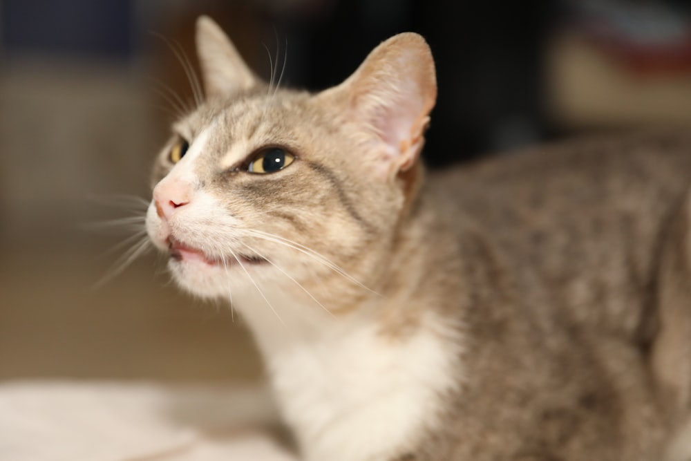 a close up of a cat laying on a bed