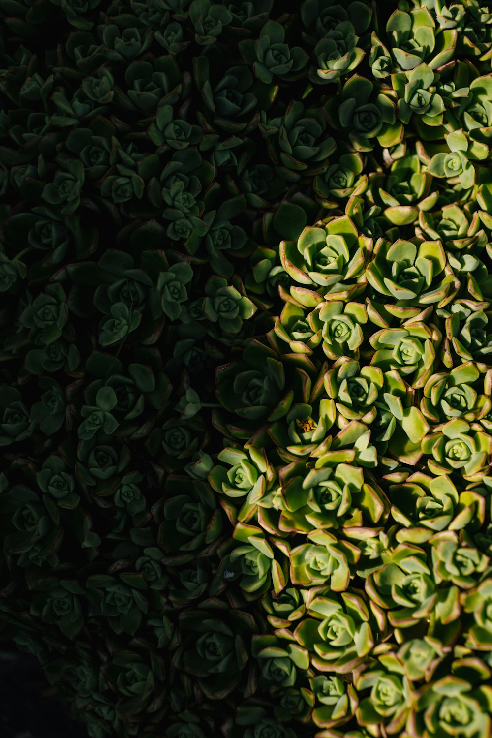 a close up of a plant with green leaves