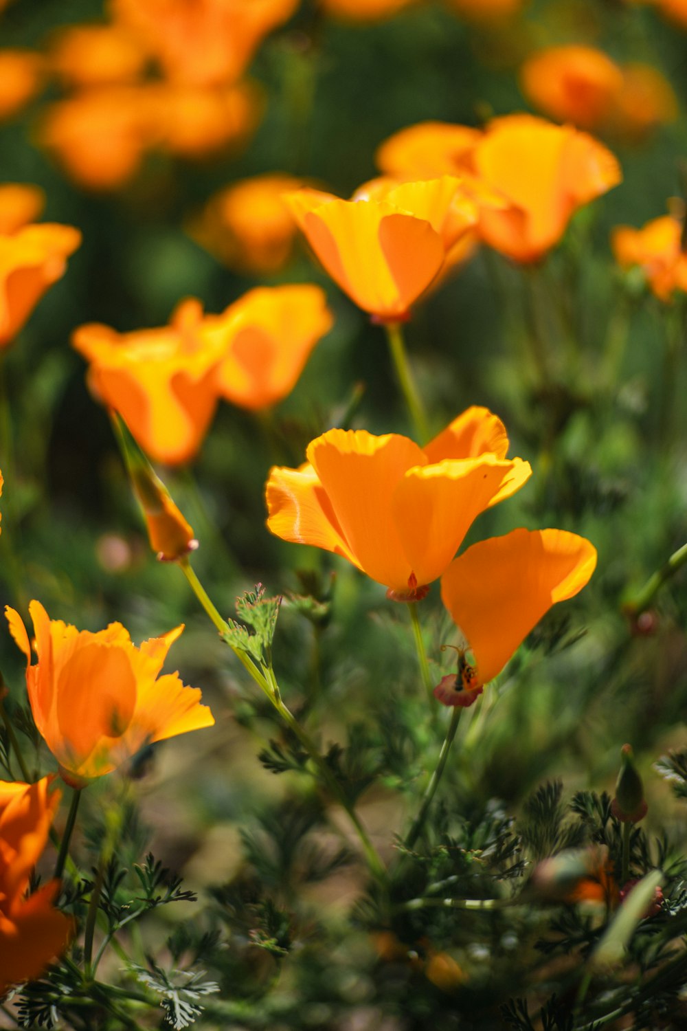 a bunch of orange flowers that are in the grass