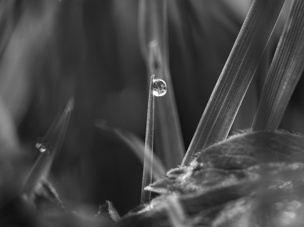 a drop of water sitting on top of a blade of grass