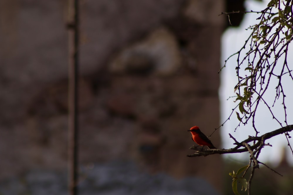 a small red bird perched on a tree branch