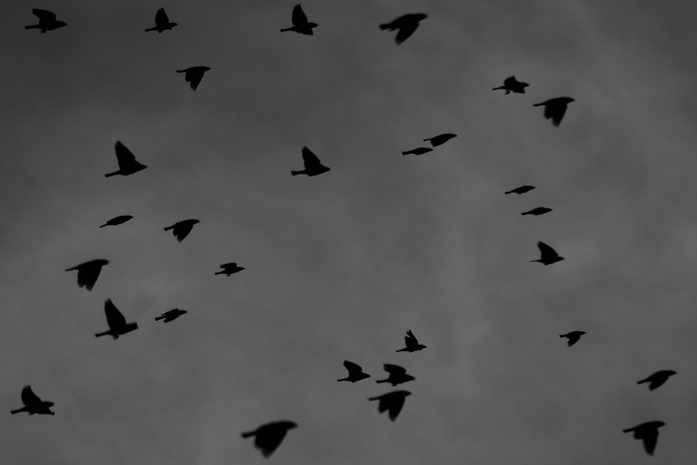 a flock of birds flying through a cloudy sky