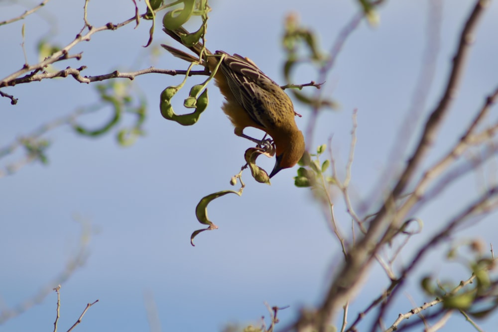 a bird sitting on a branch of a tree