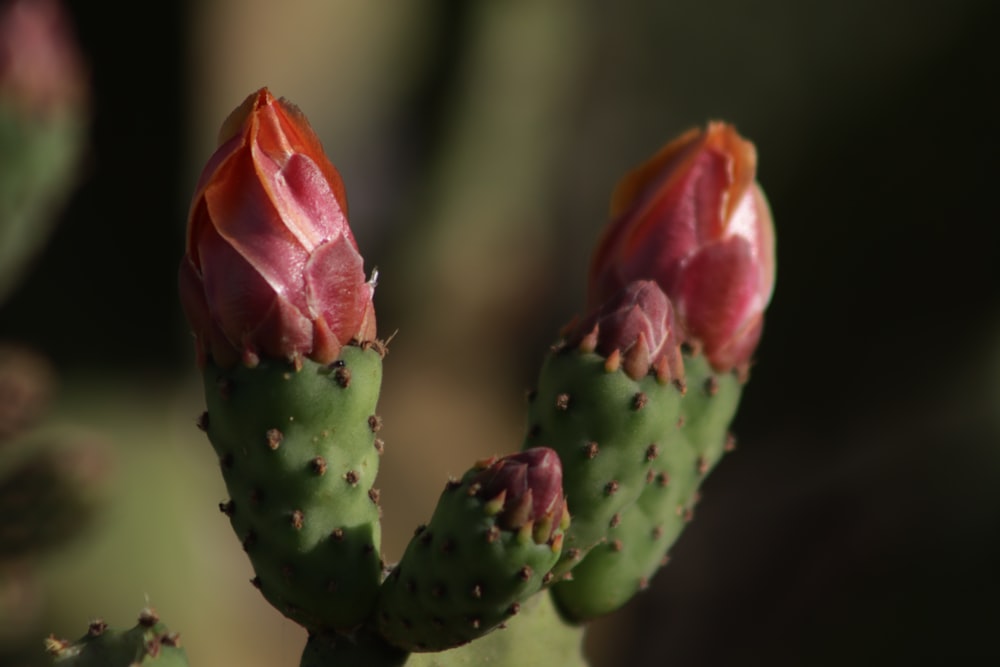un gros plan d’une plante de cactus avec un arrière-plan flou