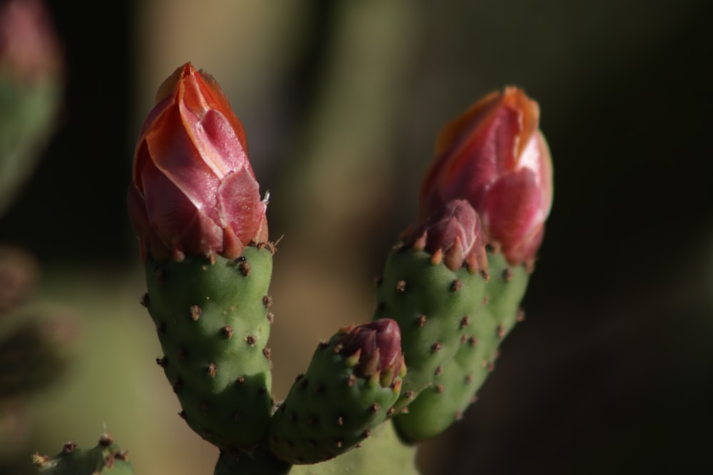 a close up of a cactus plant with a blurry background