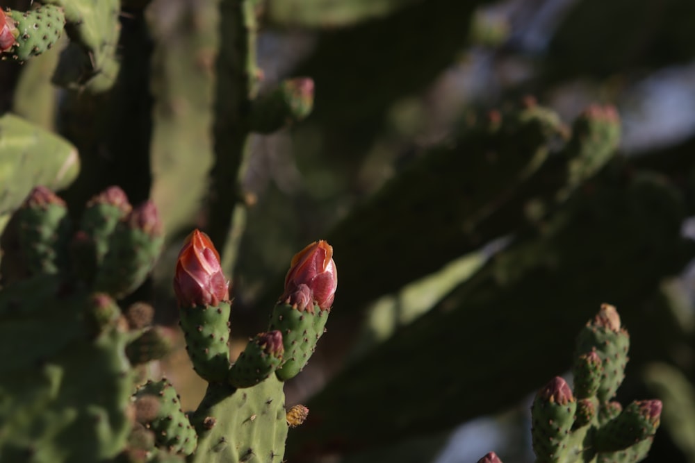 a close up of a cactus with red flowers