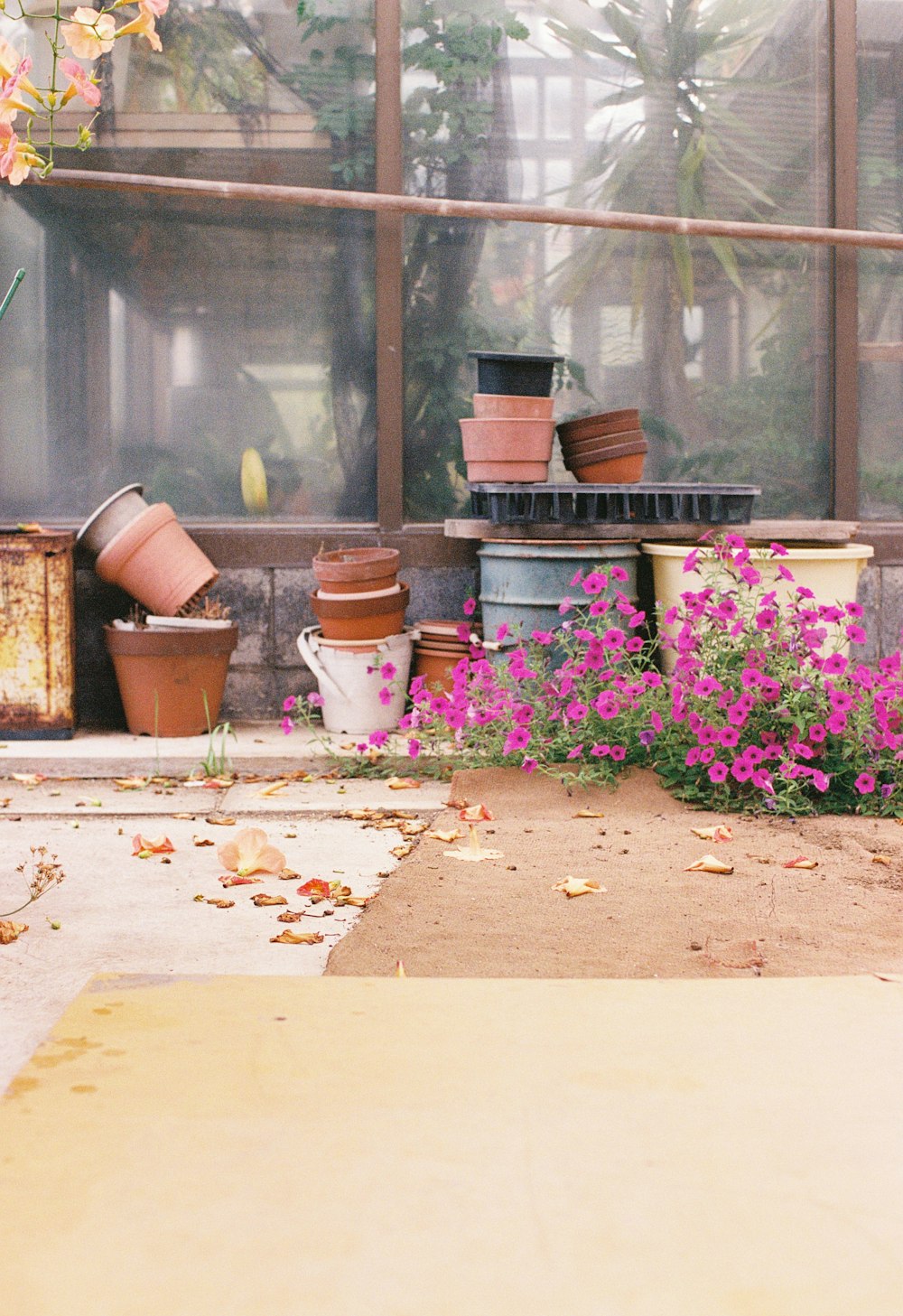 a bunch of potted plants in front of a window