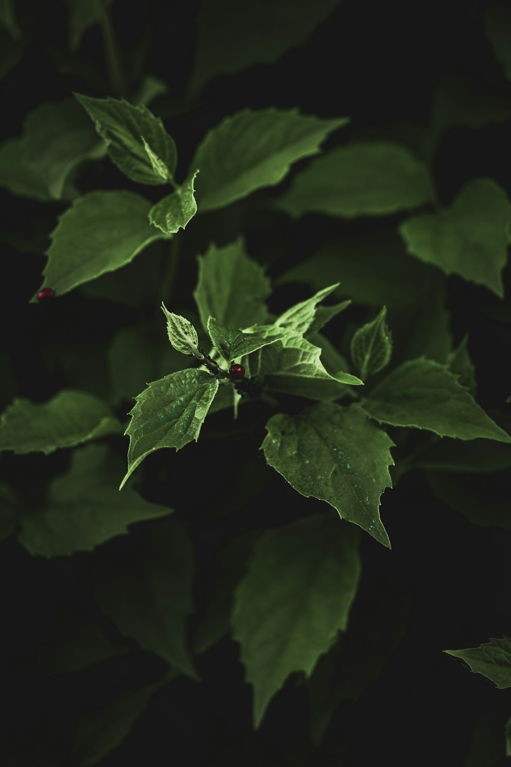 a close up of a green plant with leaves