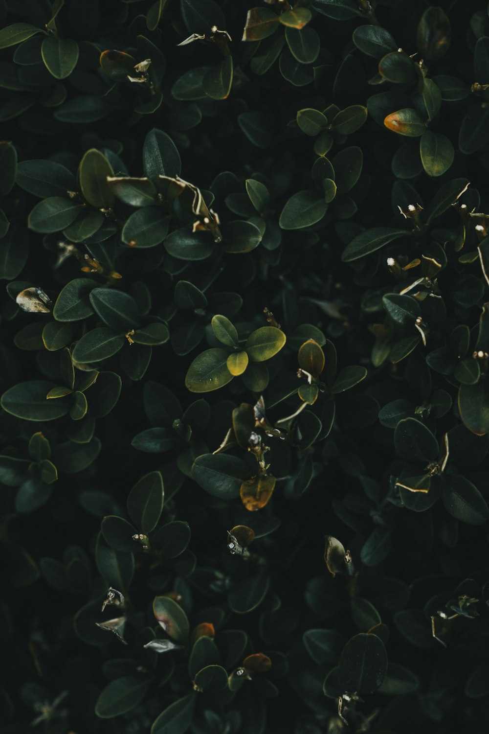 a close up of a bush with green leaves