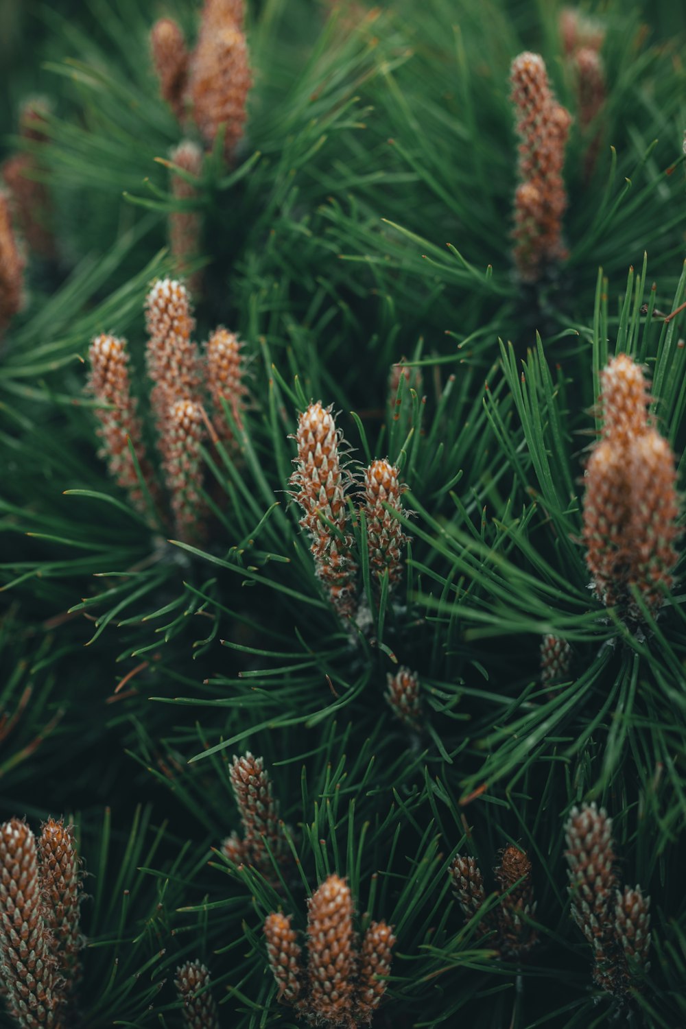 a close up of pine cones on a pine tree