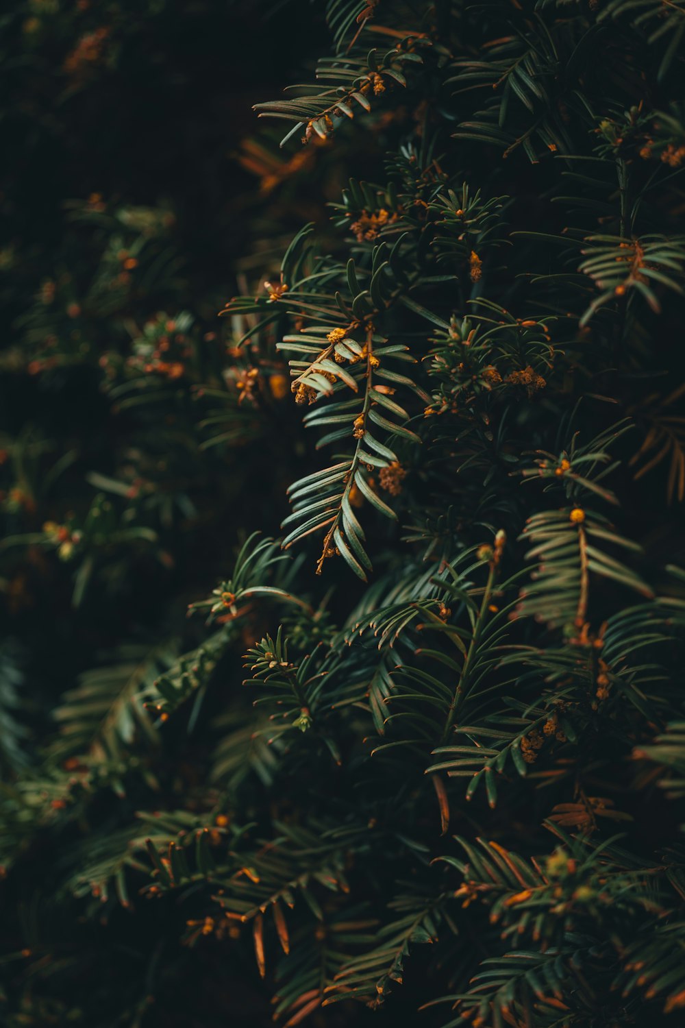 a close up of pine needles on a tree