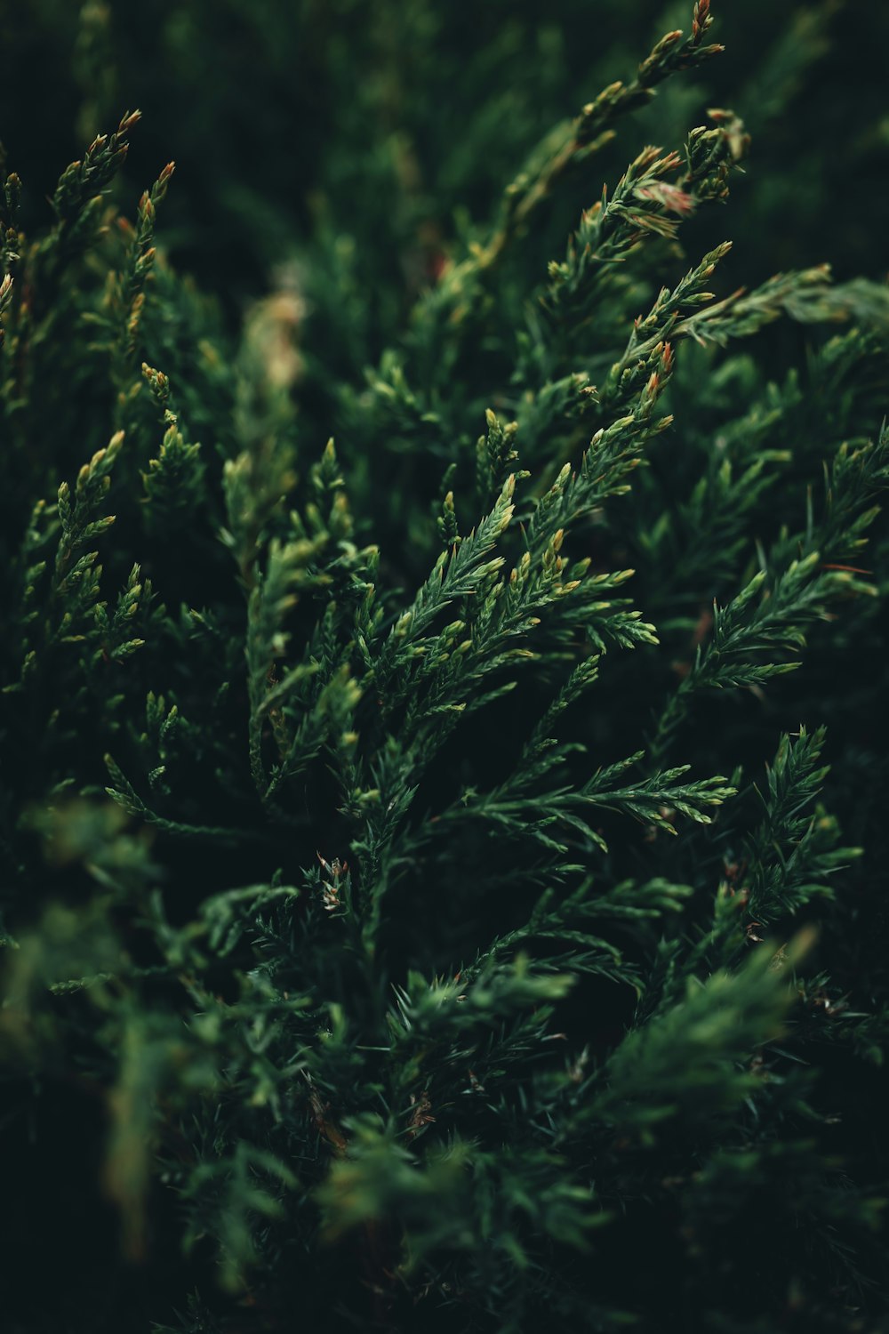 a close up of a green plant with lots of leaves