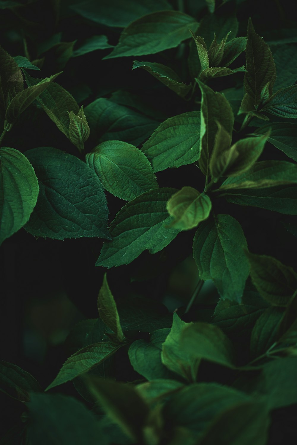 a close up of a green leafy plant