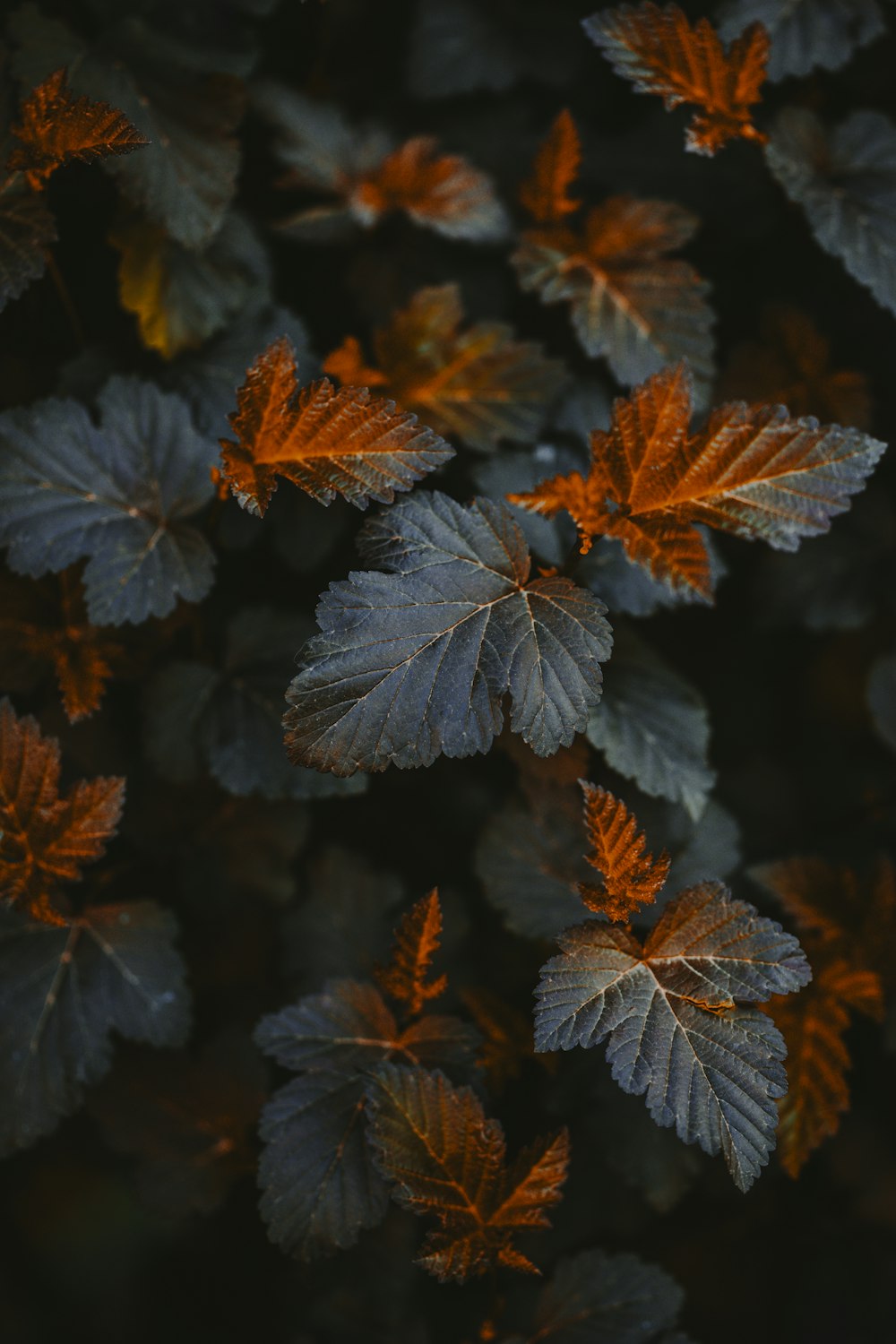 a bunch of leaves that are next to each other