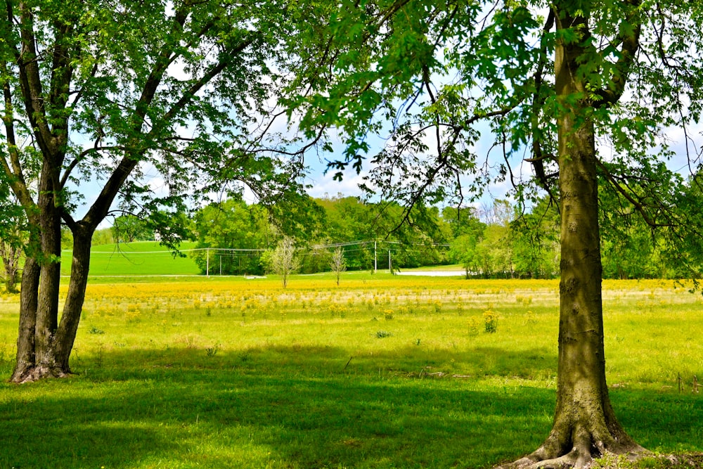 a grassy field with trees and a fence in the background