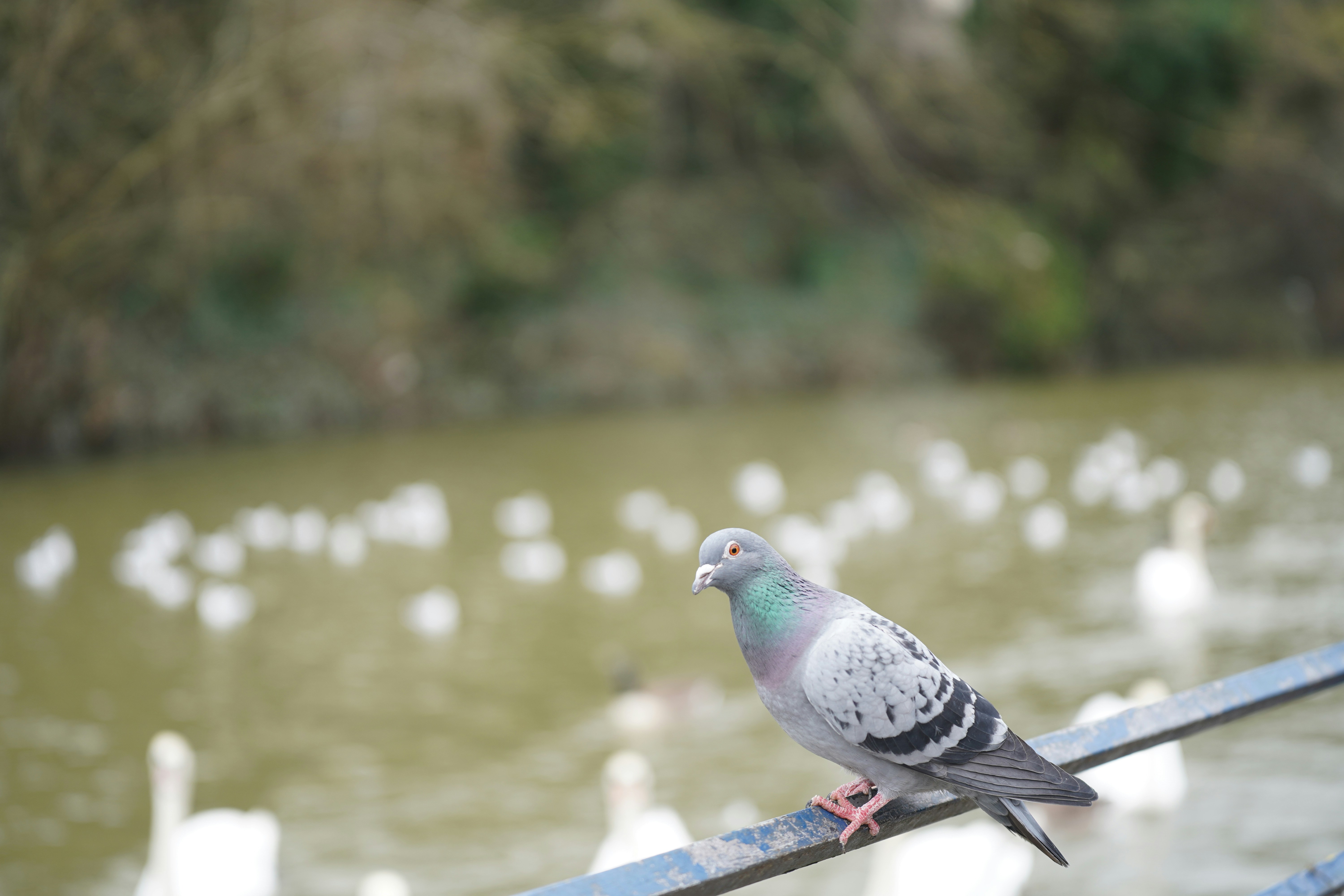a pigeon sitting on a rail near a lake