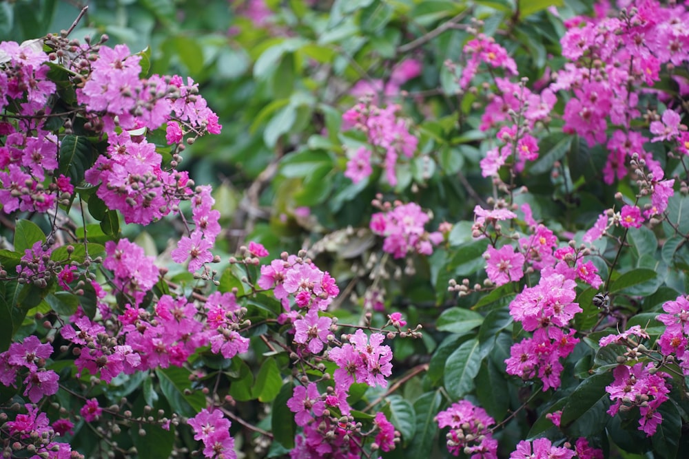 a bush of purple flowers with green leaves