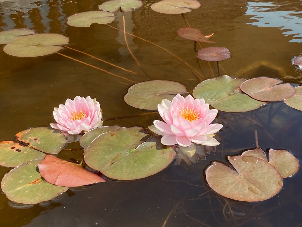 two pink water lilies floating on top of a pond