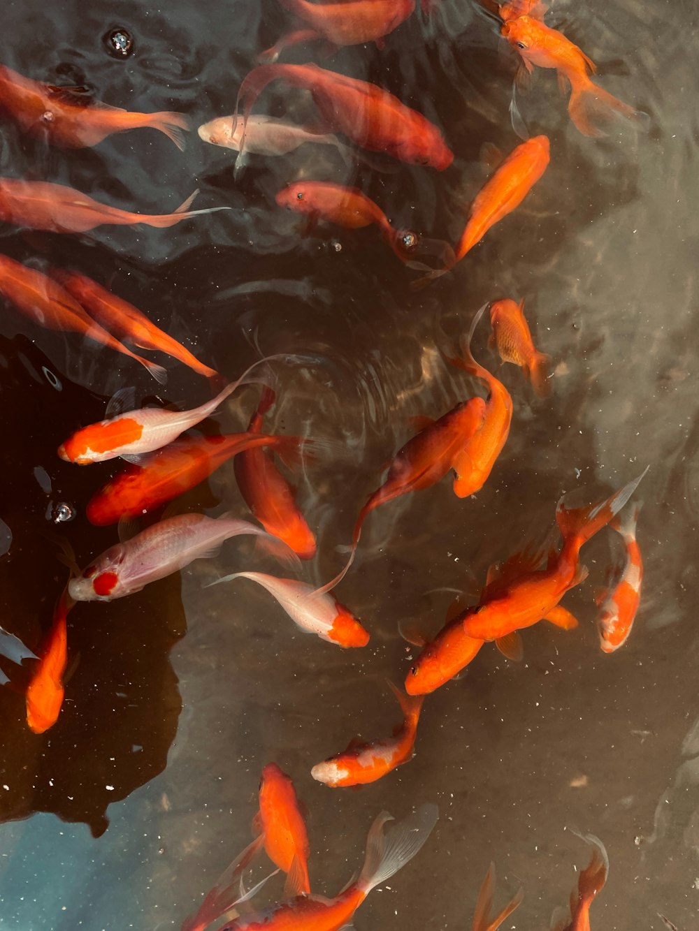 a group of fish swimming in a pond