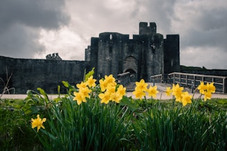 a castle with a bunch of flowers in front of it