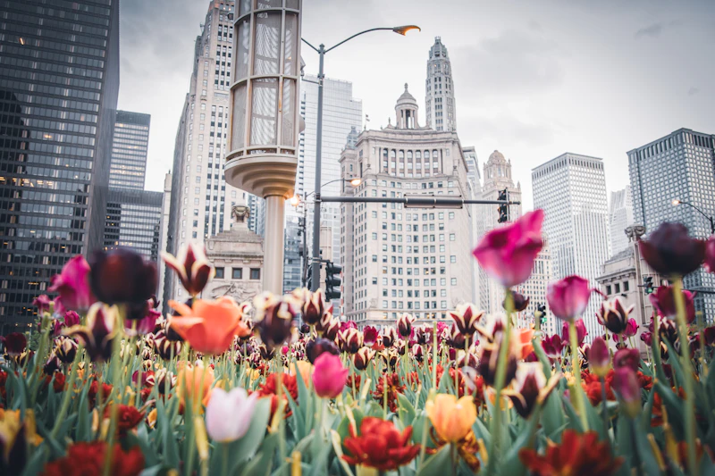 A field of colorful tulips in bloom with the Chicago skyline and Wrigley Building in the background
