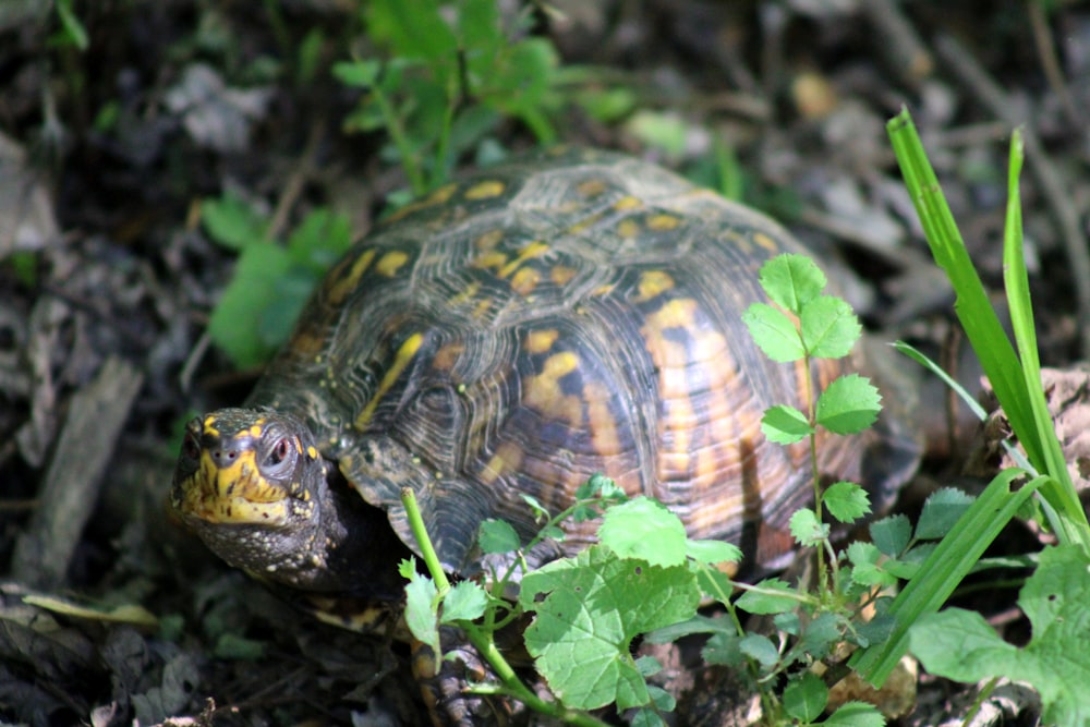 a close up of a turtle on the ground