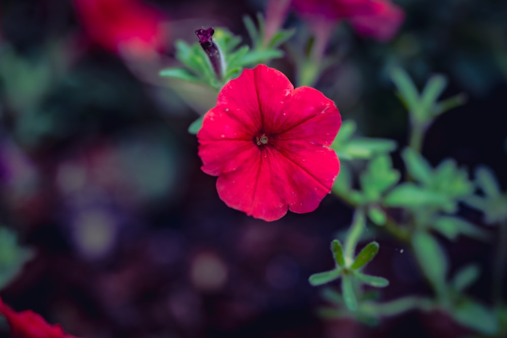 a close up of a red flower with a blurry background