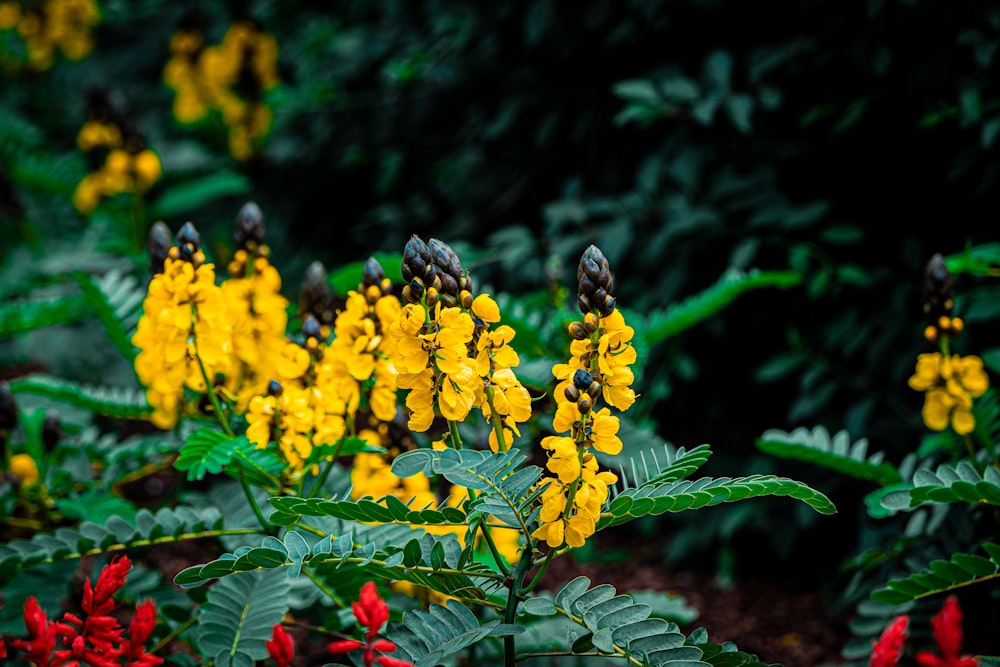 a group of yellow and red flowers in a garden