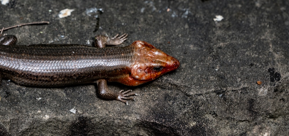 a close up of a small lizard on a rock