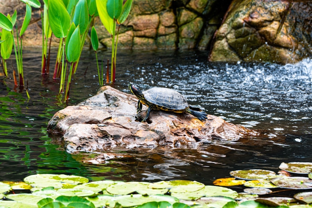 a turtle sitting on top of a rock in a pond