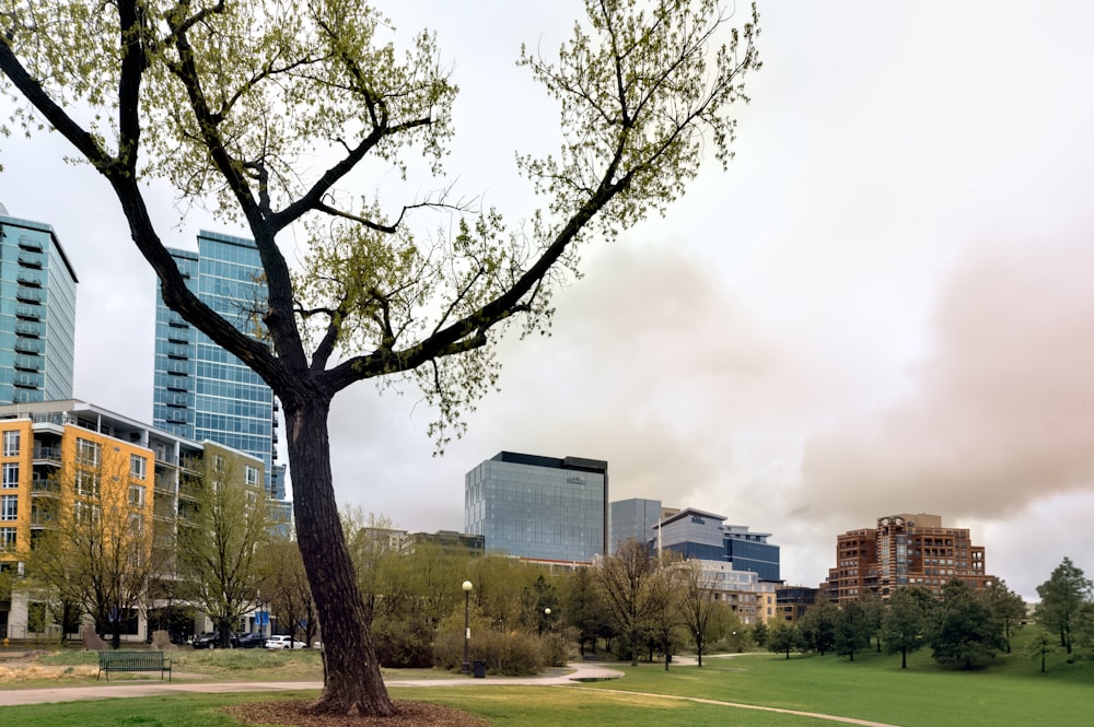 a tree in a park with buildings in the background