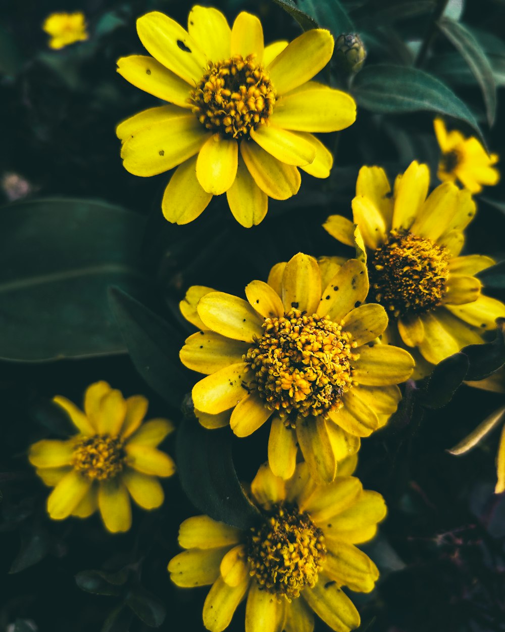 a close up of a bunch of yellow flowers