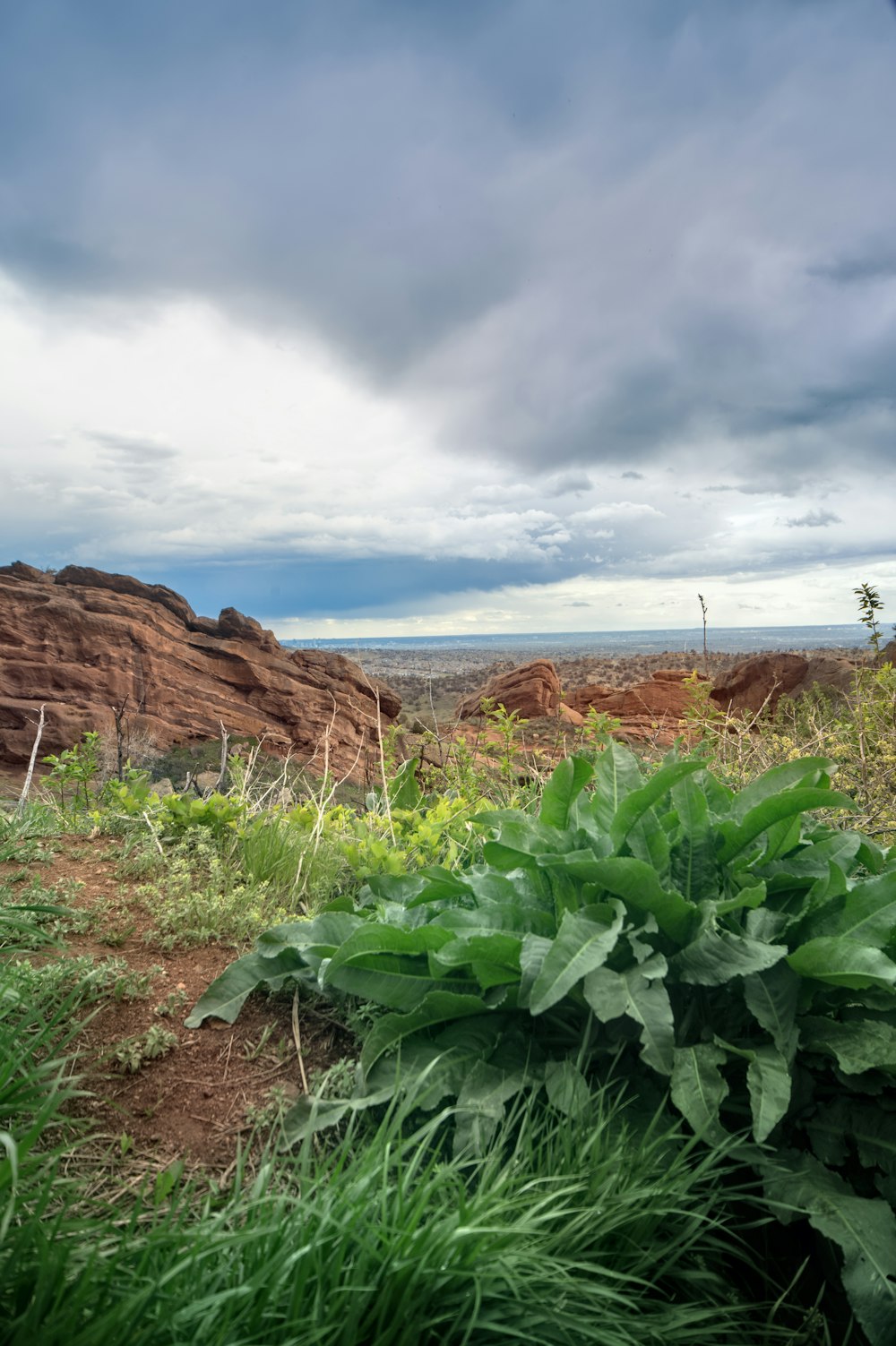 a field with a rock formation in the background