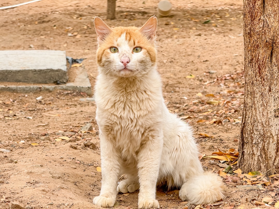 Beautiful cat starring at you