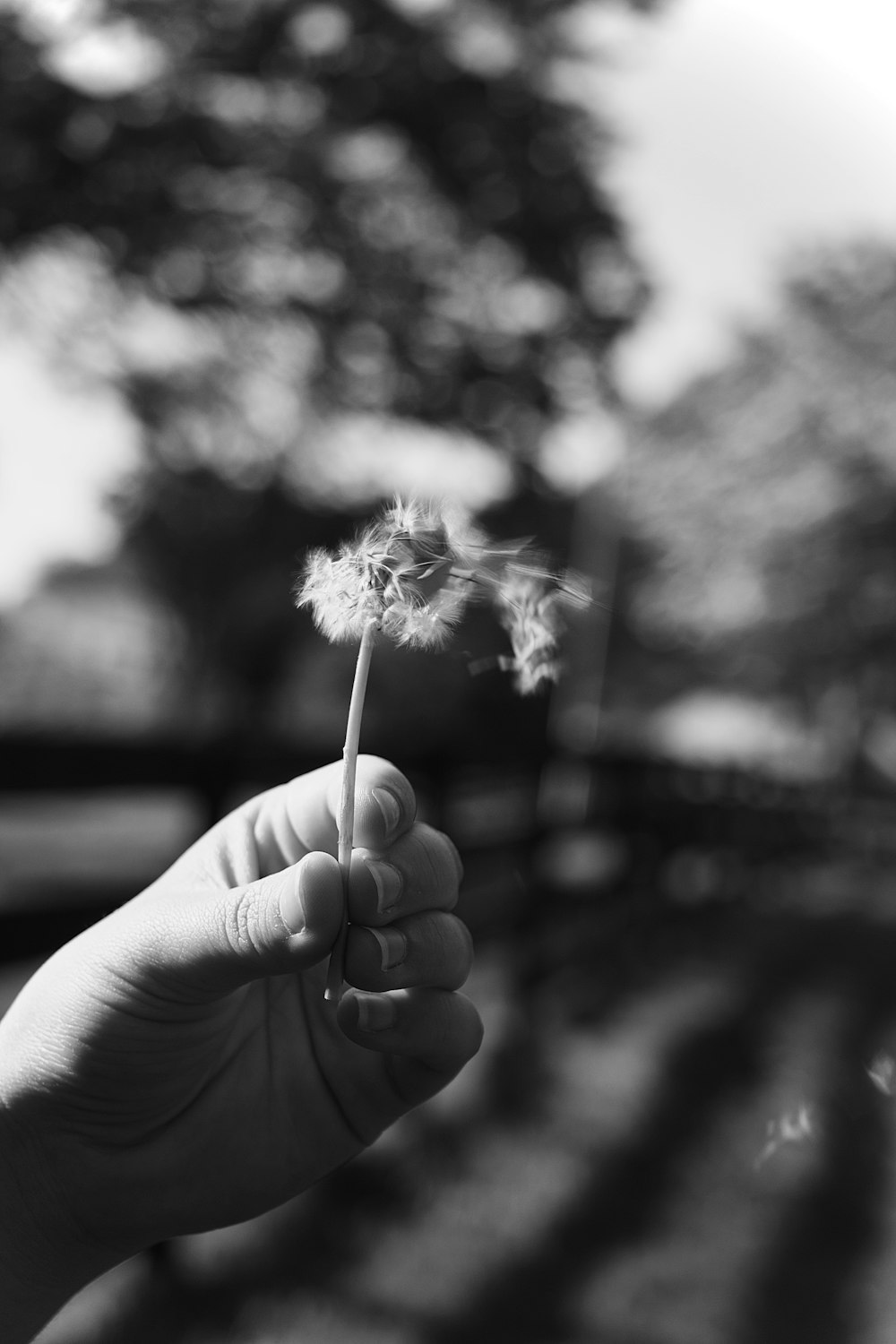 a black and white photo of a hand holding a dandelion