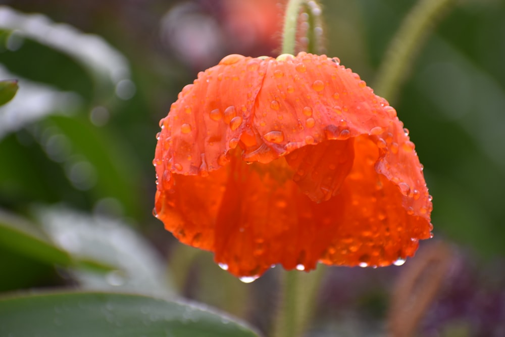 a red flower with drops of water on it