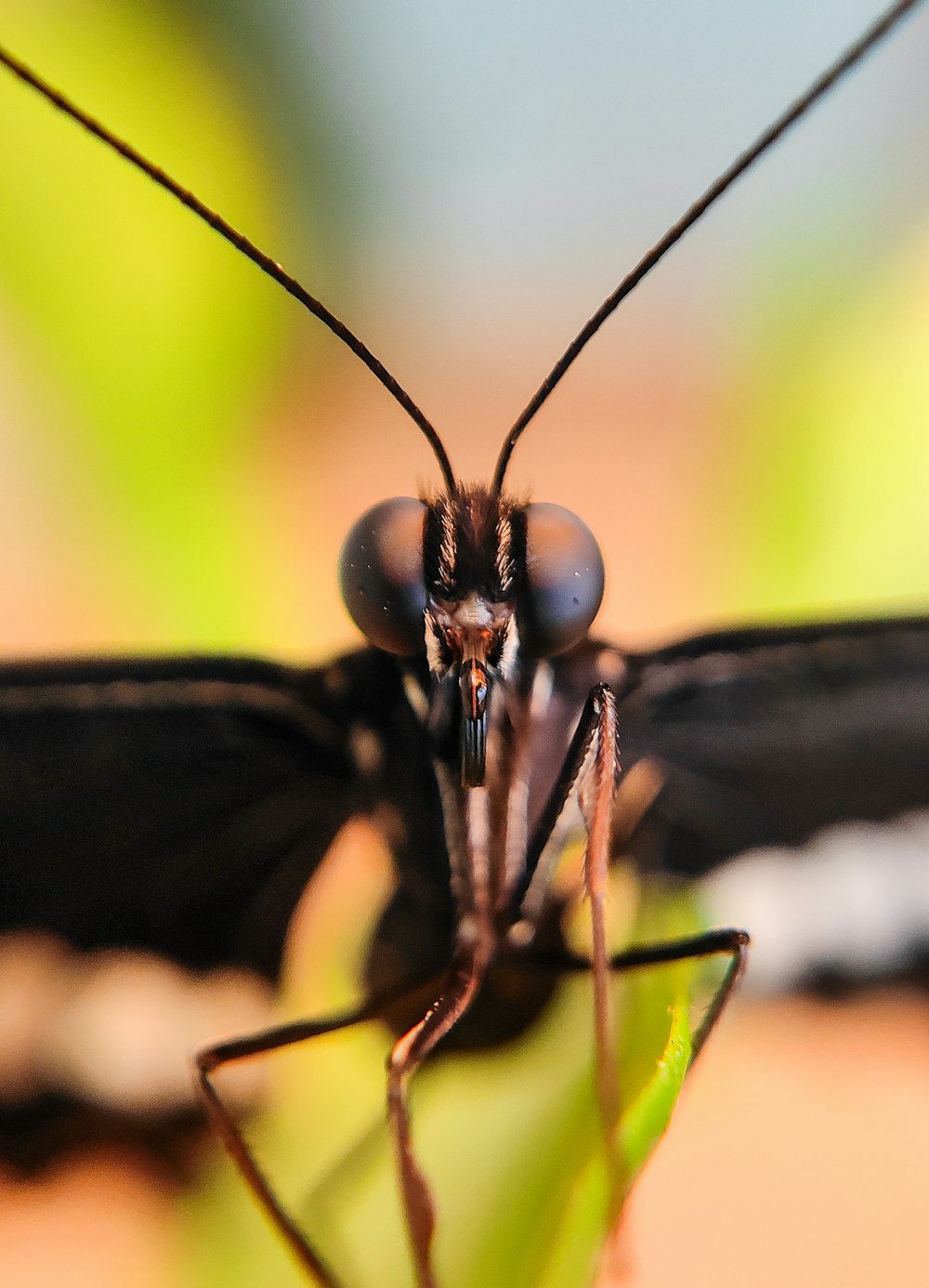 a close up of a bug on a leaf