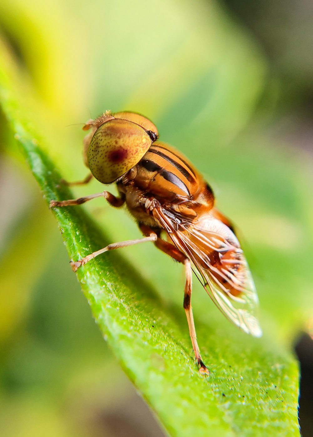 a close up of a fly on a green leaf