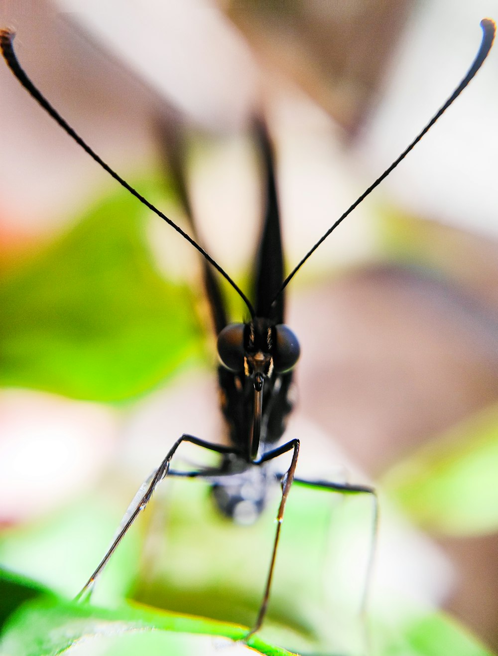 a close up of a black insect on a leaf