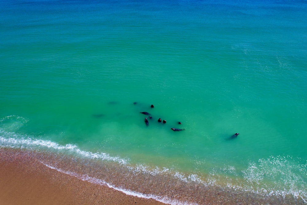 Un grupo de personas en el océano con tablas de surf