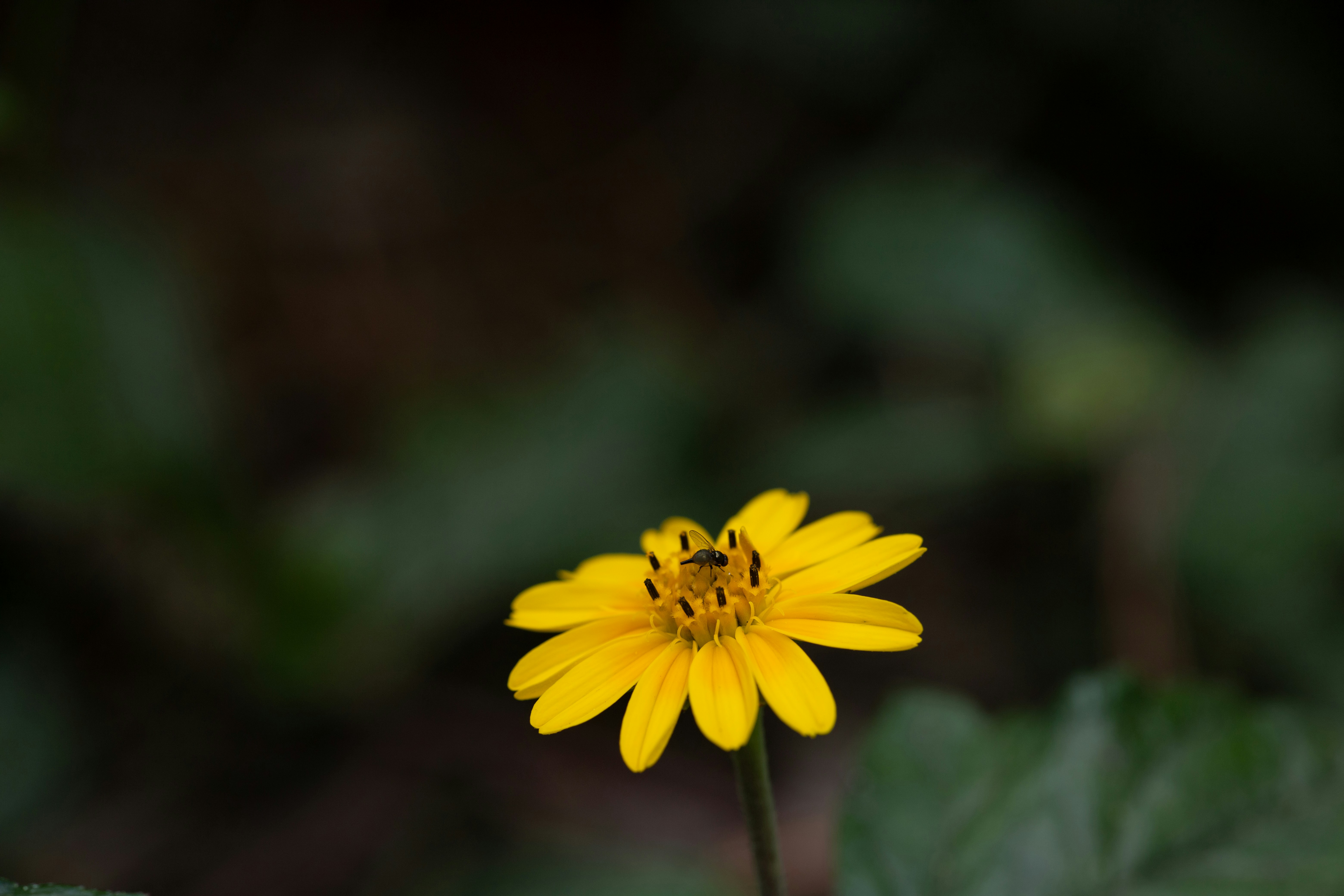 Photo by rrodriguesim