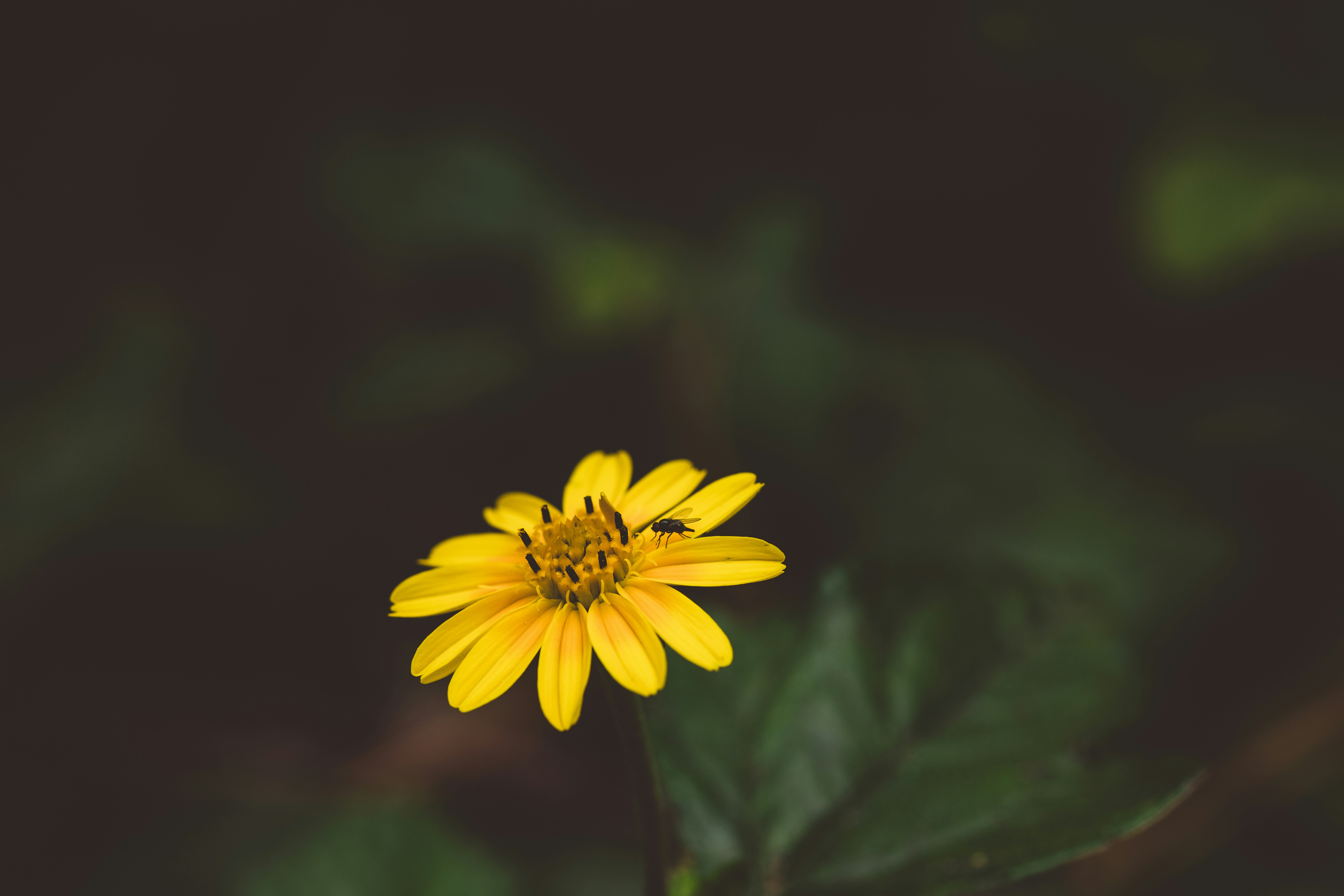 Photo by rrodriguesim