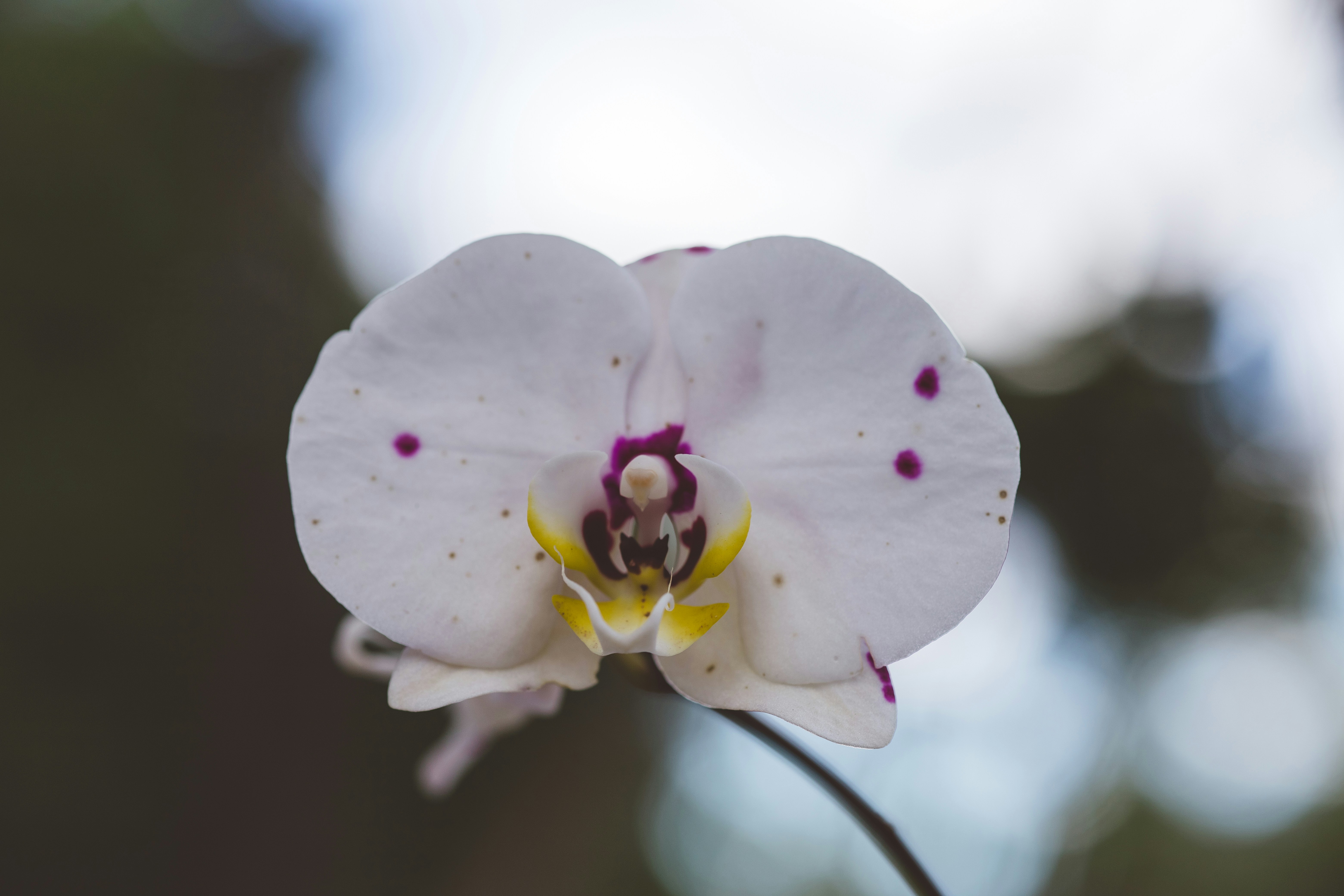 Photo by rrodriguesim