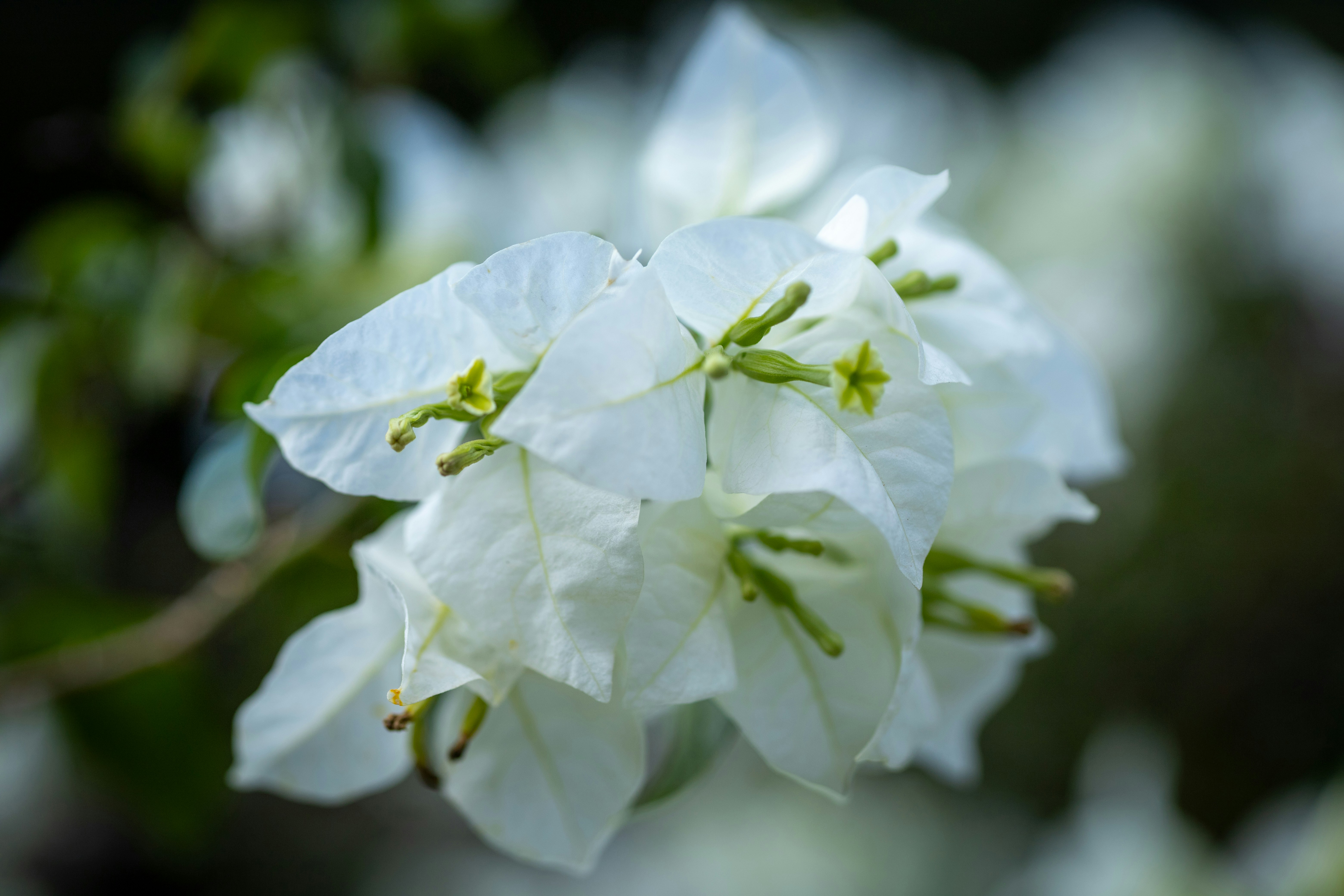 Photo by rrodriguesim