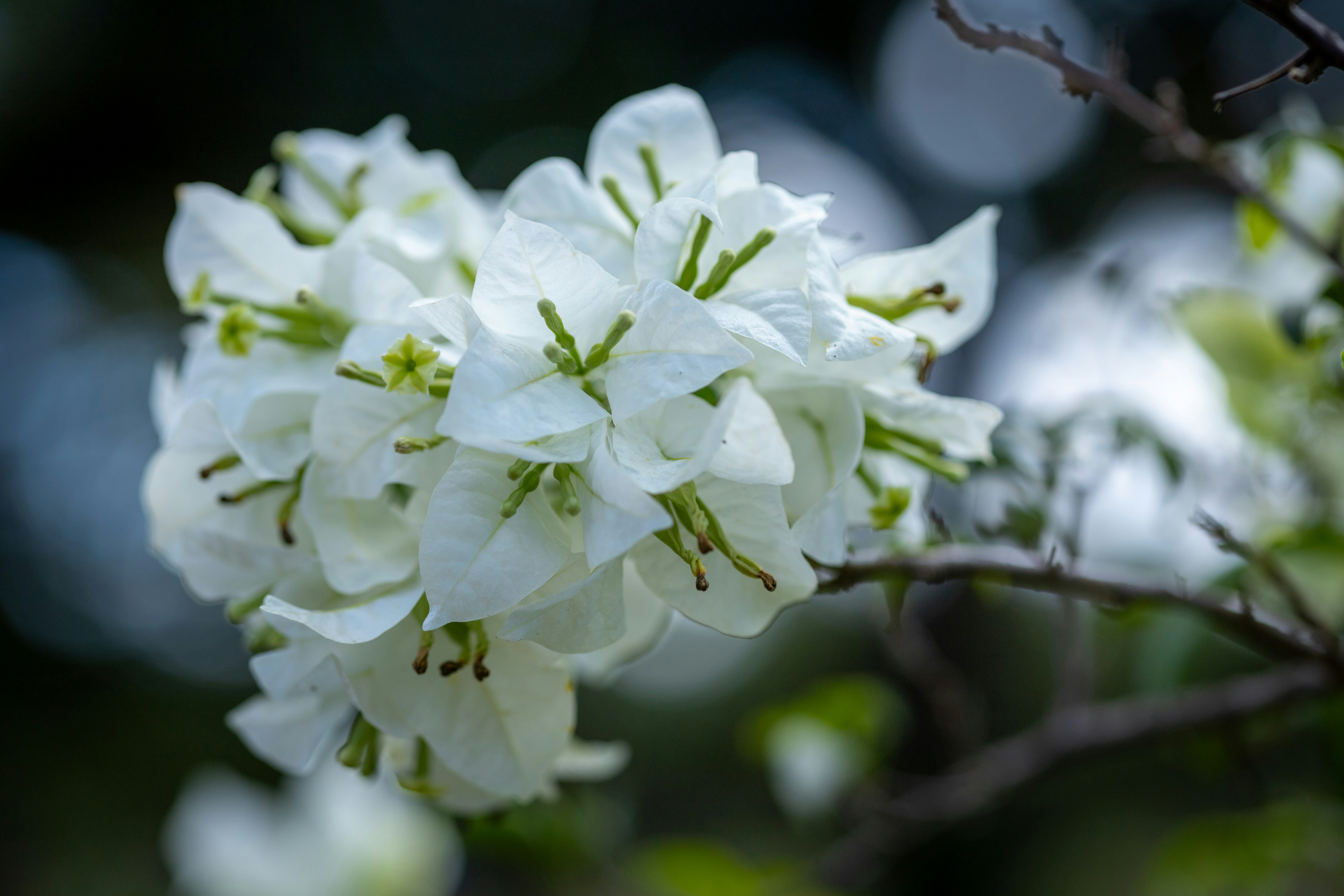 Photo by rrodriguesim