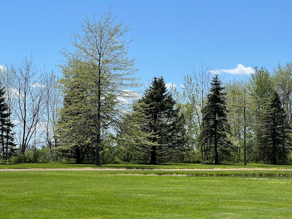 a grassy field with trees in the background